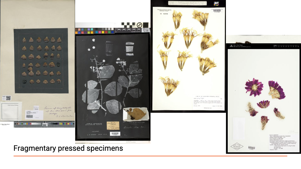 An arrangement of pressed plant specimens on a powerpoint slide